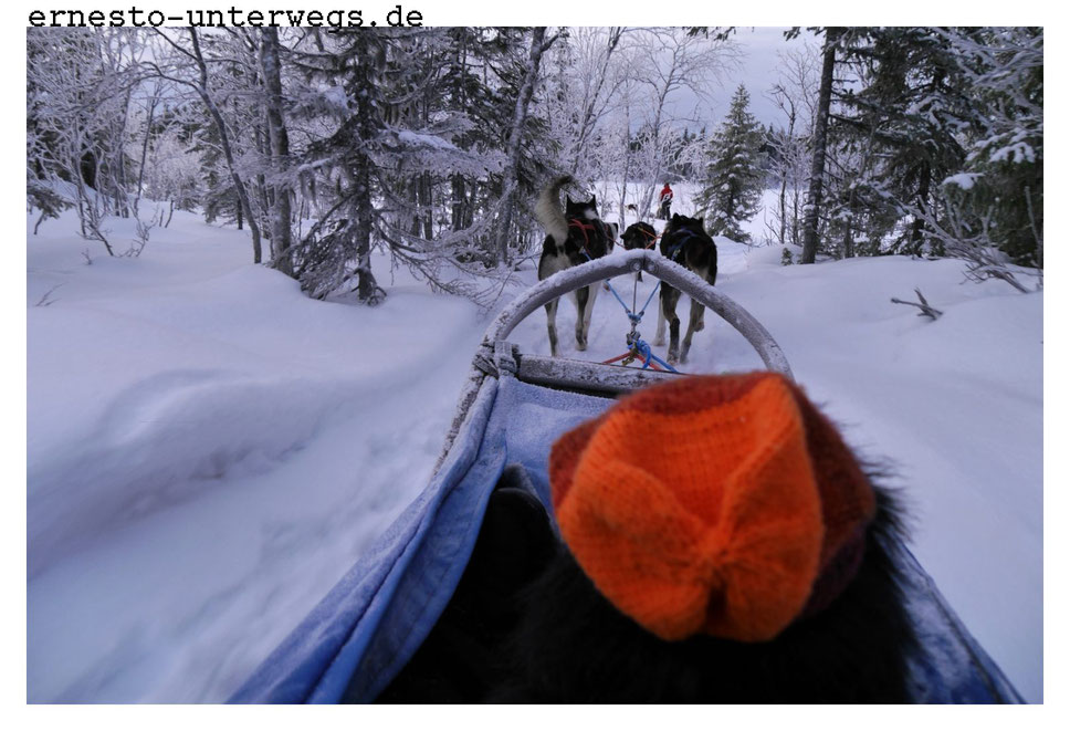 Hundeschlitten Lappland Schweden Winter Schnee