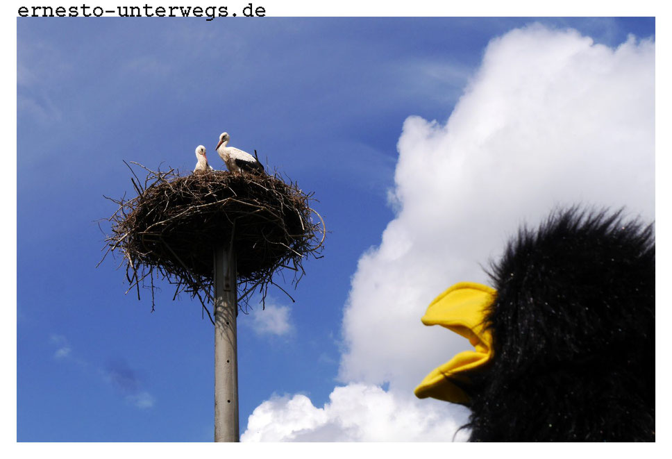 Brandenburg, Havelland, Storch, Störche, Stölln, Lilienthal, Sternenpark