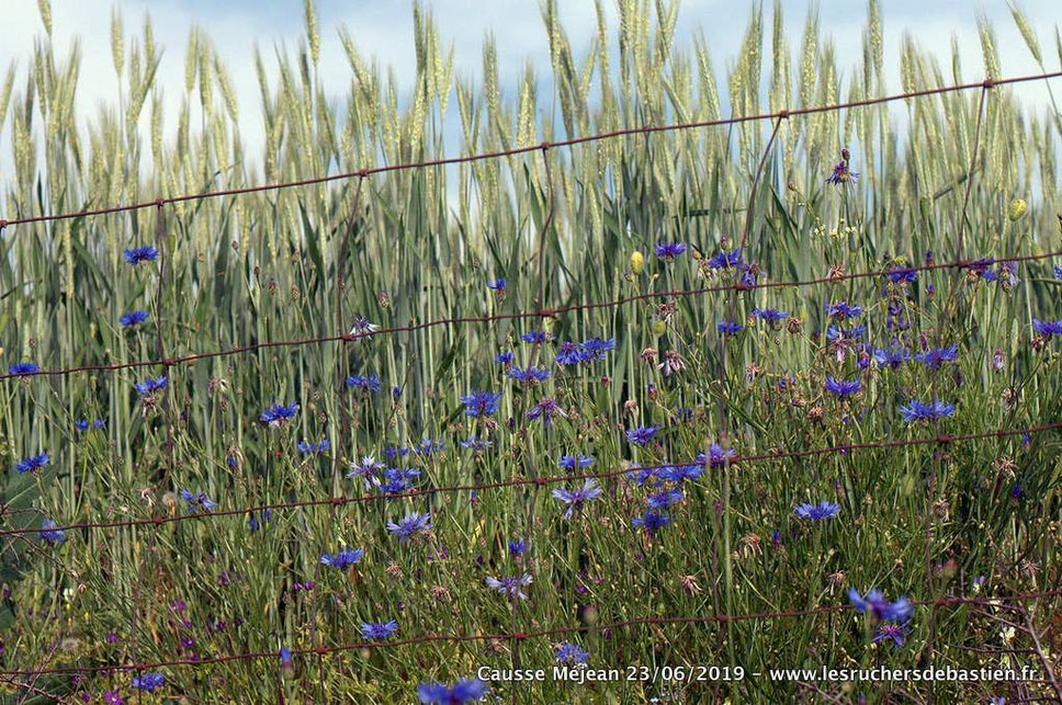 Bleuet, nom latin Centaurea cyanus, anglais Common Cornflower
