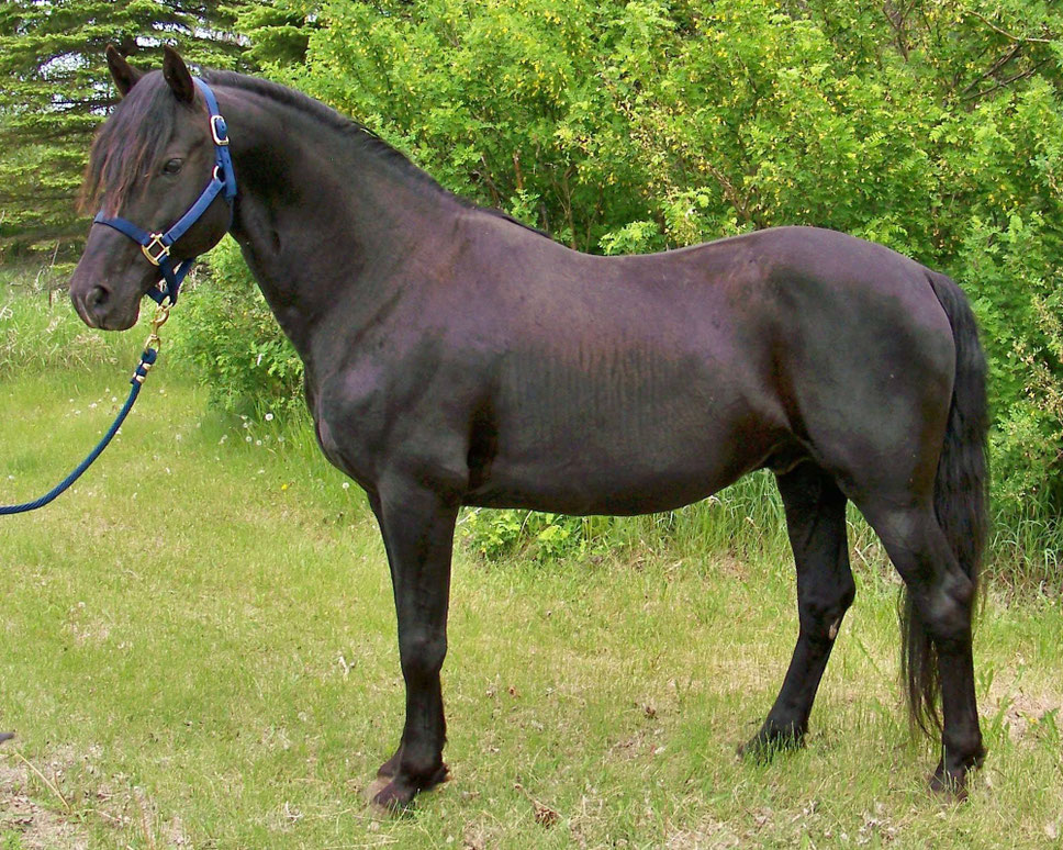 Foundation Horse Breeding Stallions