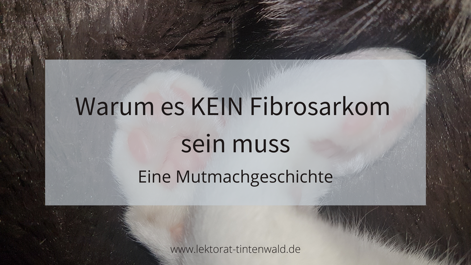 Fibrosarkom Katze Blogartikel