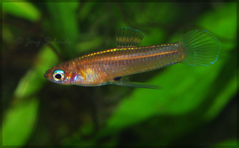 Priapichthys nigroventralis Jorschi`s Welt