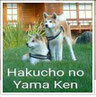 Facebook, Hakucho no Yama Ken, Sabine Lüders, Japan Akita, Zucht, Hund, Akita Welpen
