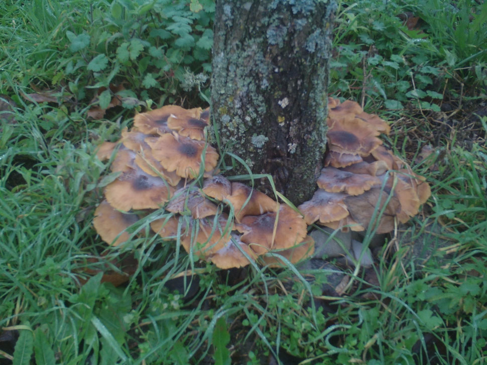 Souchettes de pommier