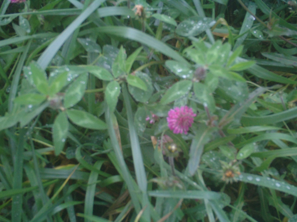 trêfle des prés, fleurs rosacées