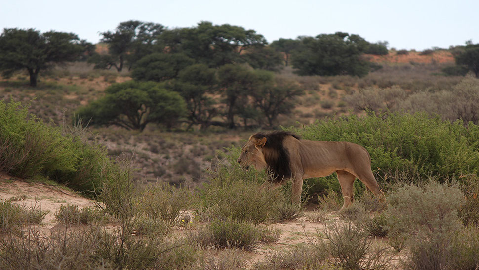 The king of the Kalahari / Kgalagadi Gemsbok Park