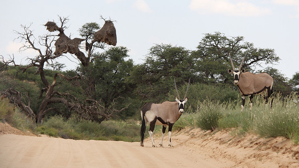 Kgalagadi Gemsbok Park