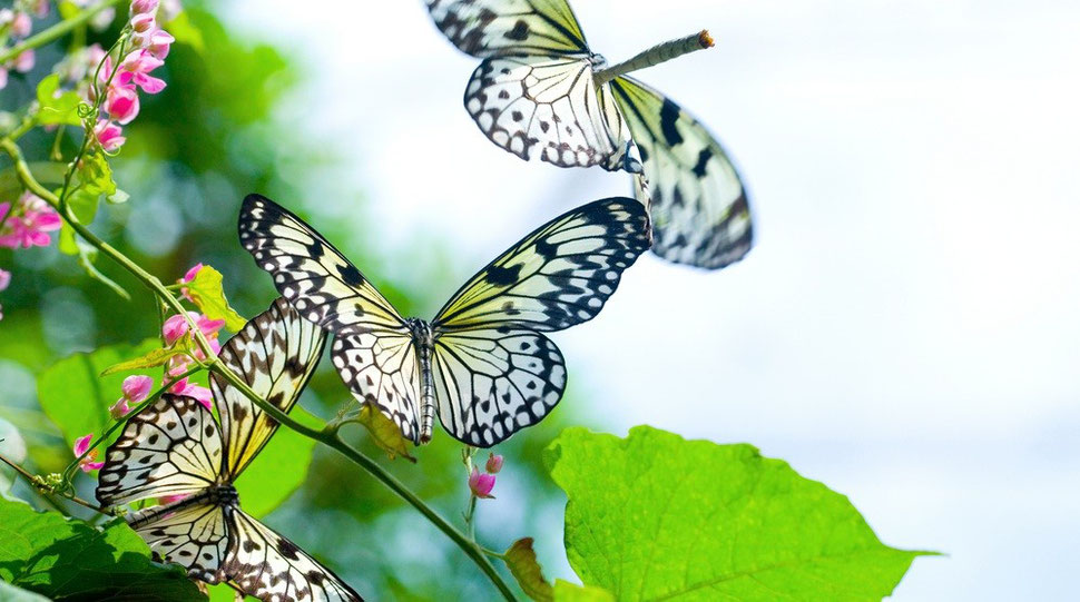 three butterflies