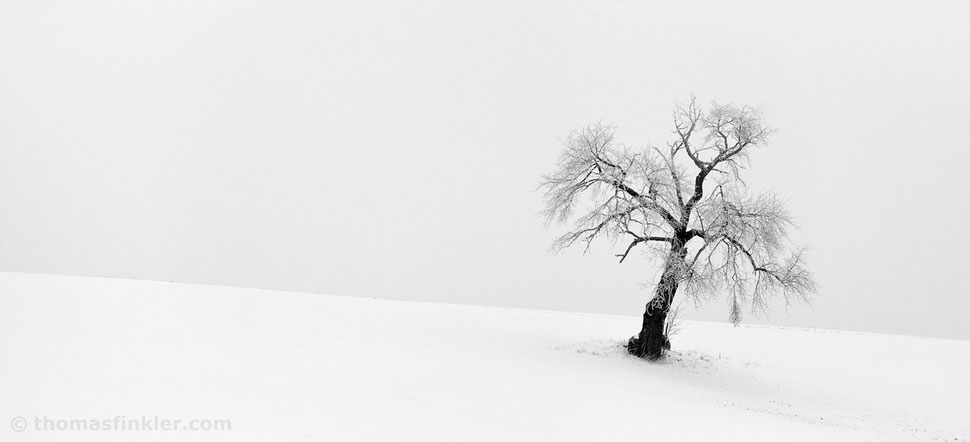 fine art, photography, minimalist, minimal, tree, snow, winter, black and white, monochrome, landscape, nature