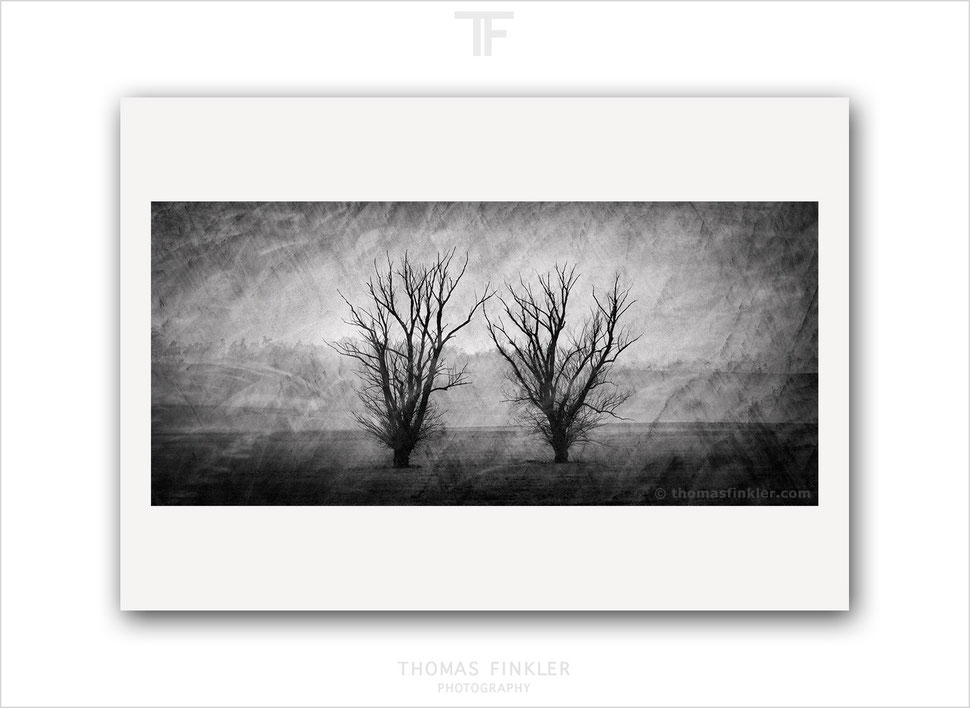 tree, photography, fine art, black and white, monochrome, artistic, creative, atmospheric, landscape, composite, print for sale, buy print