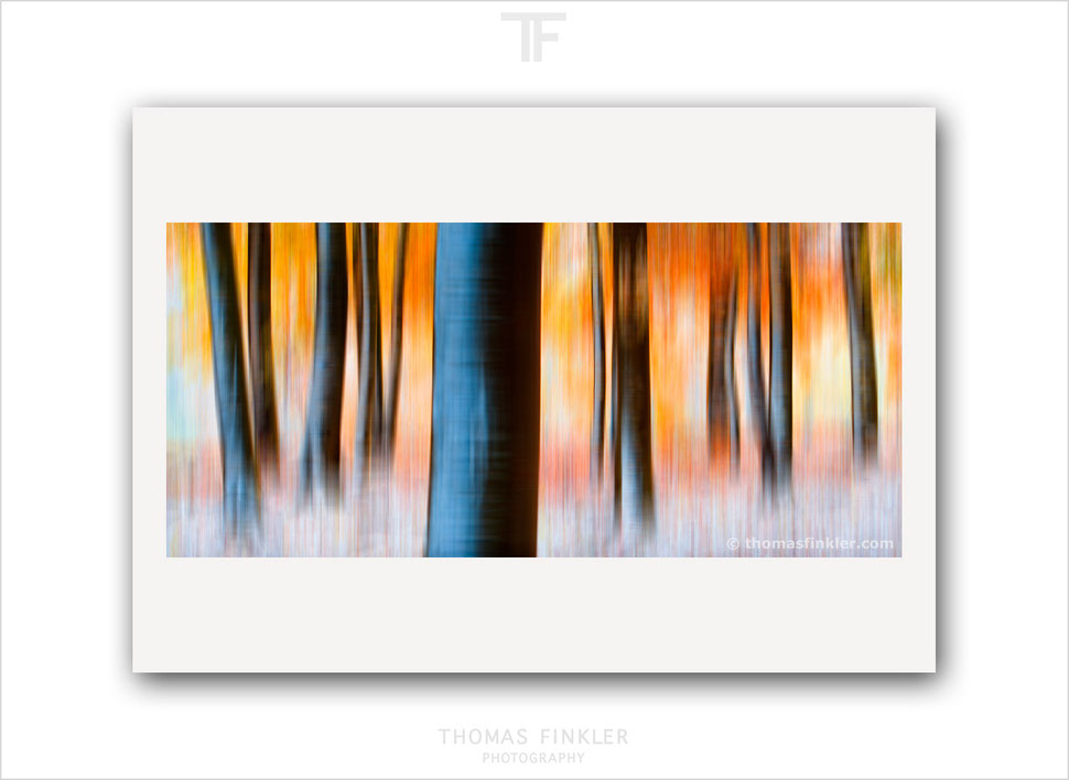 Tree, fine art, wall art, print, abstract, nature, forest, trees, woodland, woods, autumn, season, impressionist, creative, color, colour