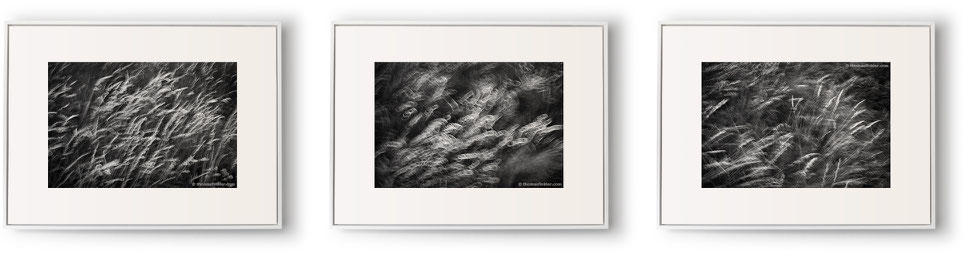 Fine art photography, black and white, nature, abstract, 3 piece wall art, triptych, grasses, blurry, monochrome, framed, prints, for sale