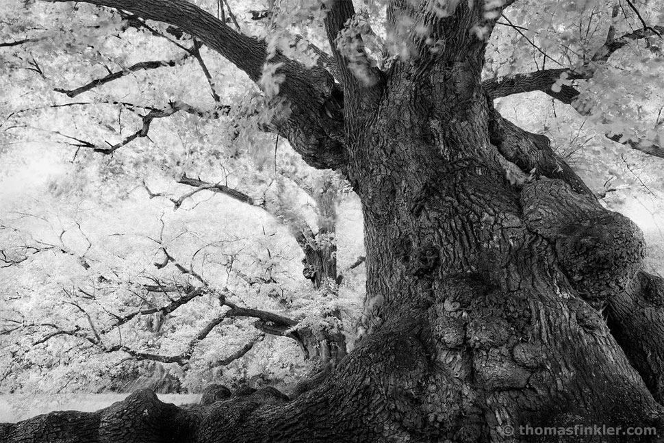 fine art, photography, black and white, monochrome, tree, nature, trees, old, ancient, artistic, creative, poetic