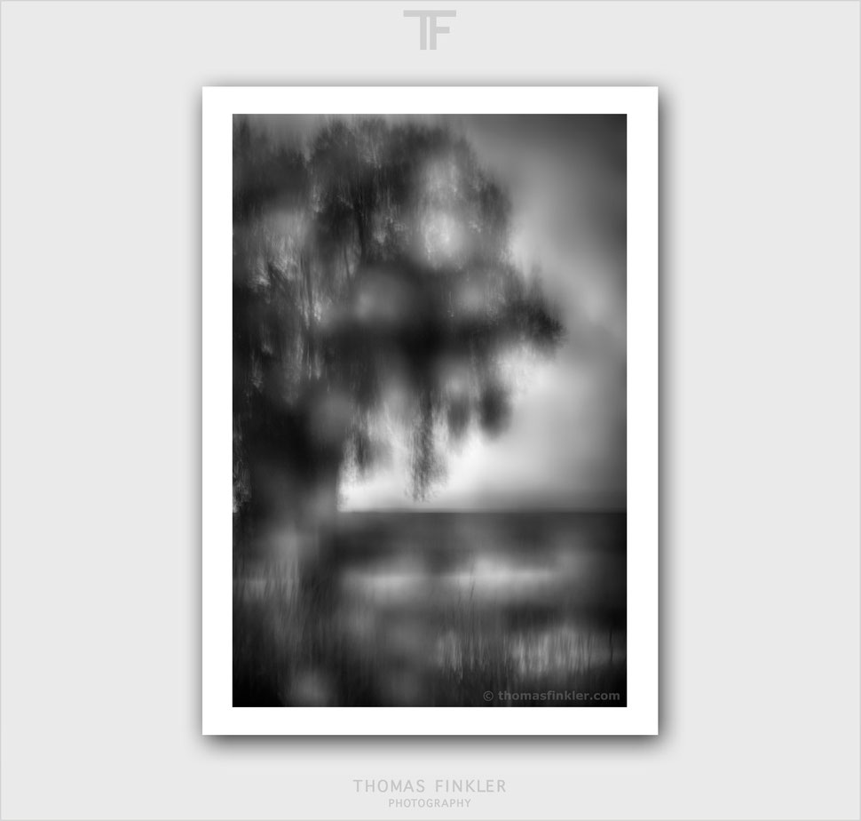 fine art, photography, black and white, monochrome, abstract, nature, tree, impressionist, rain, moody, atmospheric, blurry, limited edition