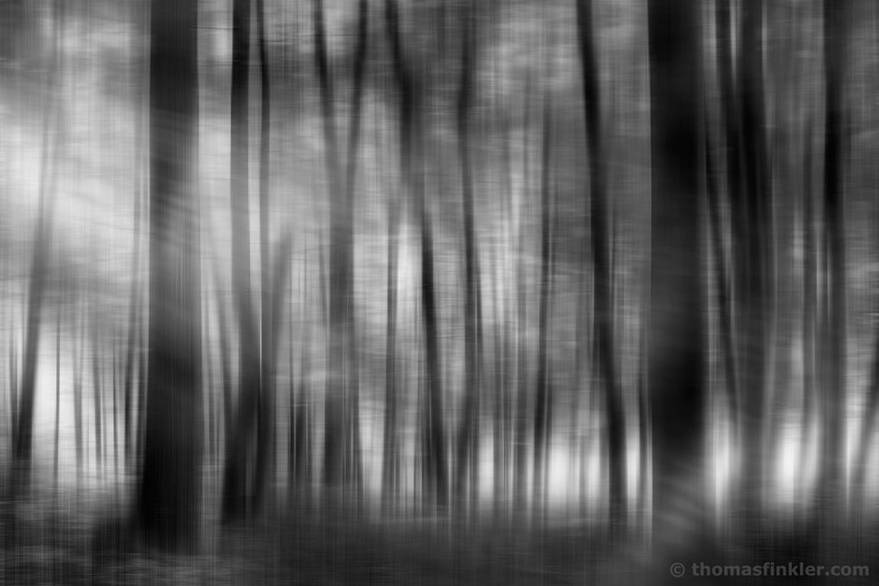 fine art, photography, black and white, monochrome, abstract, forest, trees, nature, impressionist, atmospheric