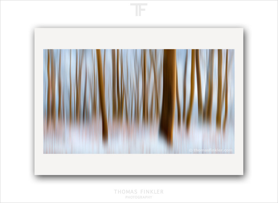 Buy, photography, prints, abstract, nature, forest, trees, woodland, woods, snow, winter, season, artistic, modern, fine art, wall art