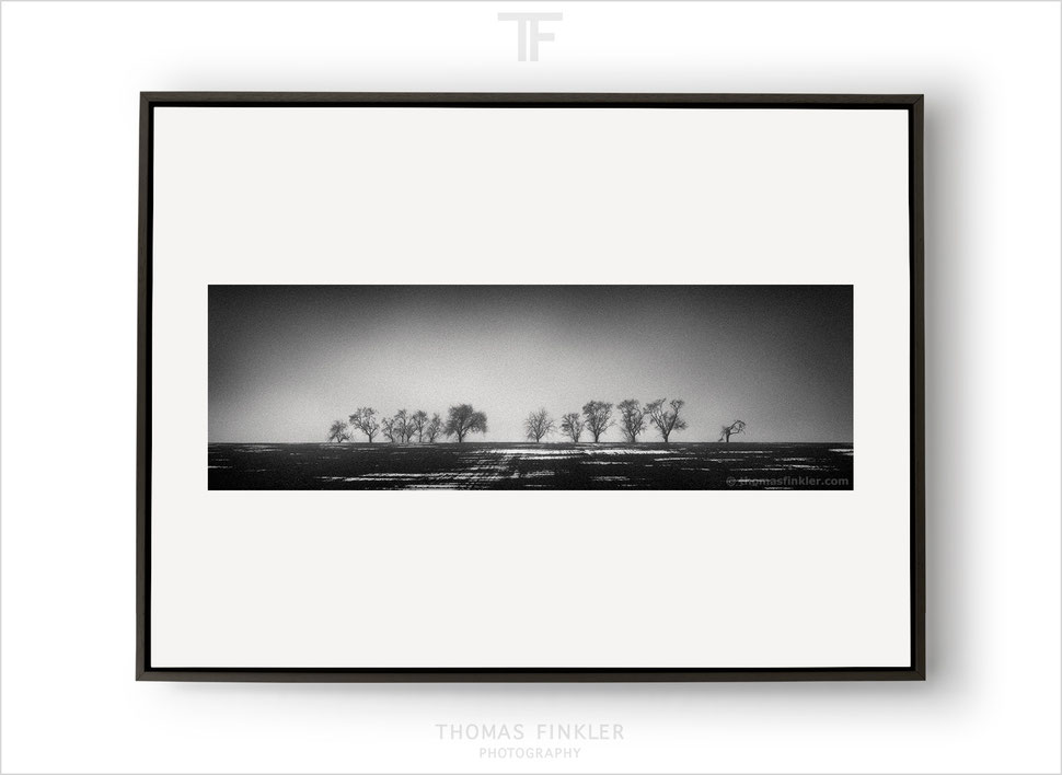  Fine art, photography, print, black and white, monochrome, panoramic, nature, trees, atmospheric, prints for sale, buy prints, online