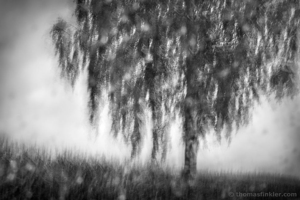 fine art, photography, nature, landscape, trees, abstract, black and white, monochrome, impressionist, blurry