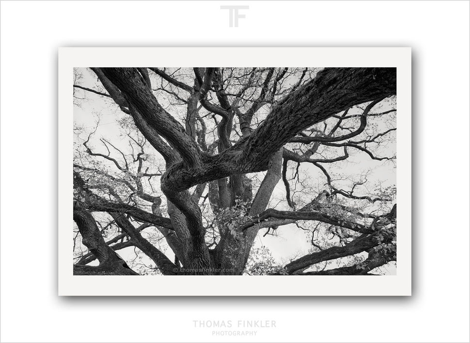 tree, oak, nature, photography, art, fine art, wall art, black and white, monochrome, limited edition, prints for sale, buy prints