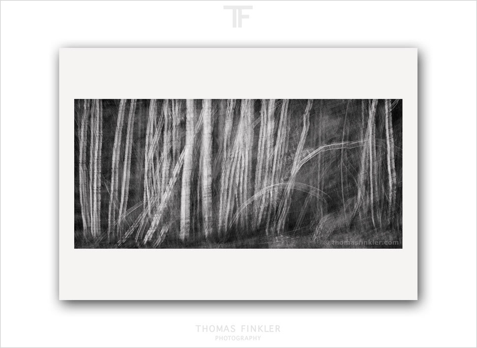 abstract, photography, print, art, fine art, wall art, monochrome, black and white, trees, forest, woods, prints for sale, buy prints, online