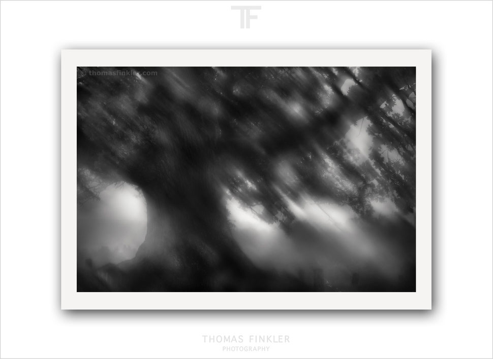 tree, fine art, photographic art, black and white, monochrome, amazing, poetic, creative, artistic, modern, contemporary, blurry