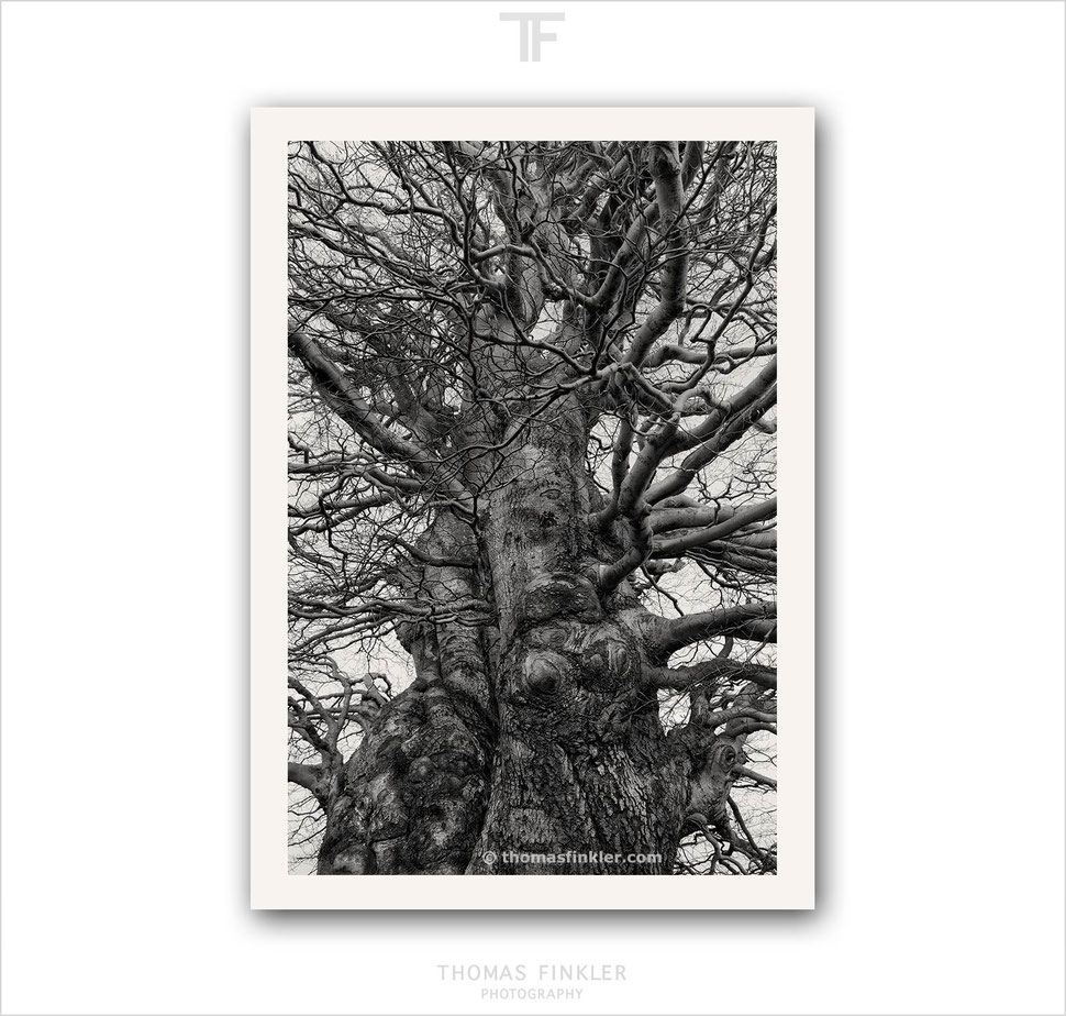 Black and white photography, fine art, wall art, nature, abstract, old trees, beech tree, amazing, vision, limited edition, prints, for sale