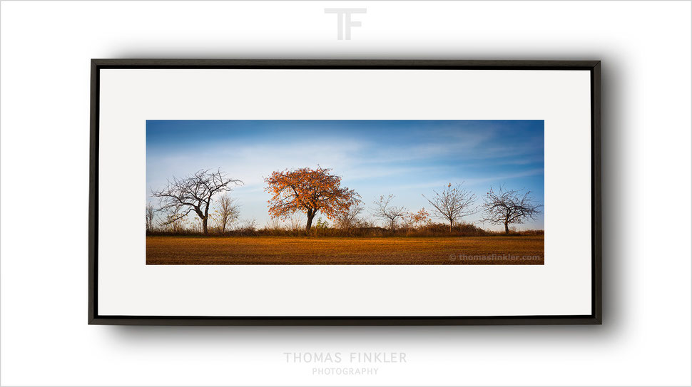  Fine art, photography, panoramic, panorama, nature, trees, landscape, tree, most beautiful, color, colour, limited edition, art, framed
