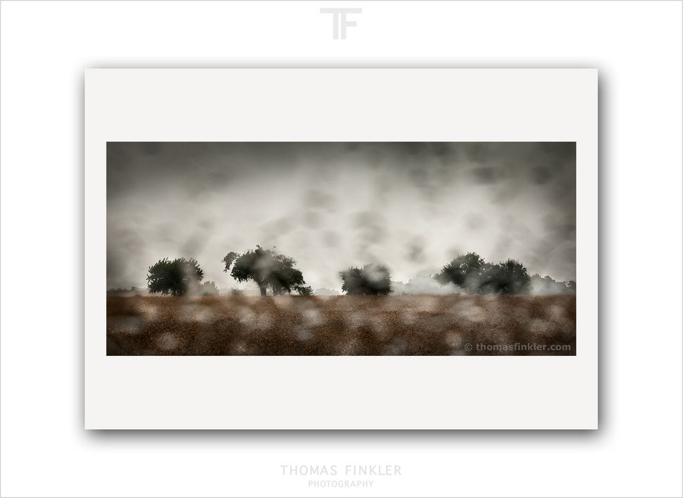  Fine art, photography, print, nature, landscape, row of trees, atmospheric, impressionist, rainy, muted, color, prints for sale, buy prints