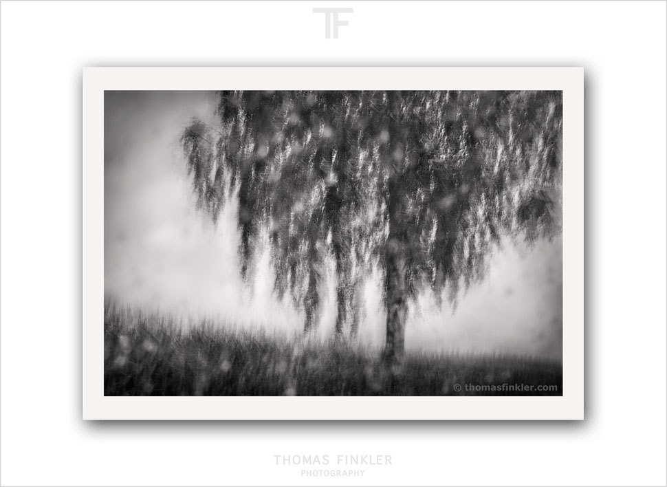 Fine art, photography, print, black and white, monochrome, tree, impressionist, atmospheric, abstract, nature, prints for sale, buy prints