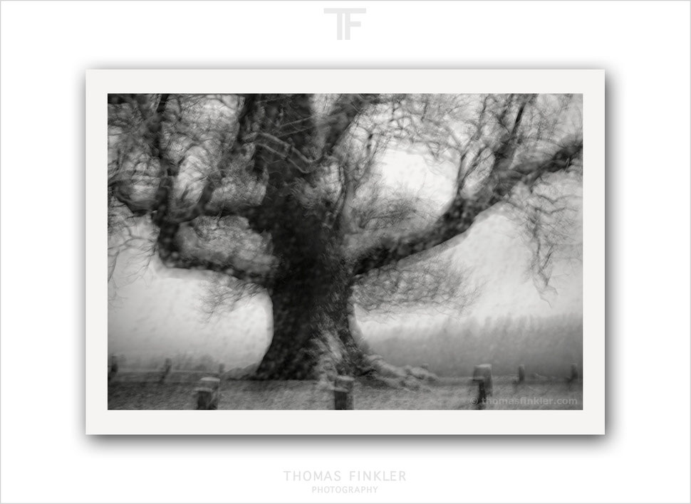 tree, fine art, photography, photographic art, black and white, monochrome, ancient, old, oak, blurry, amazing