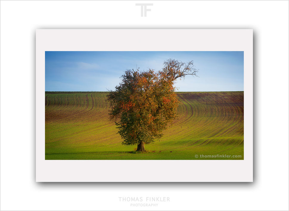 Fine art, photography, nature, landscape, tree, single tree, autumn, fall, minimal, minimalist, color, limited edition, art, prints, for sale