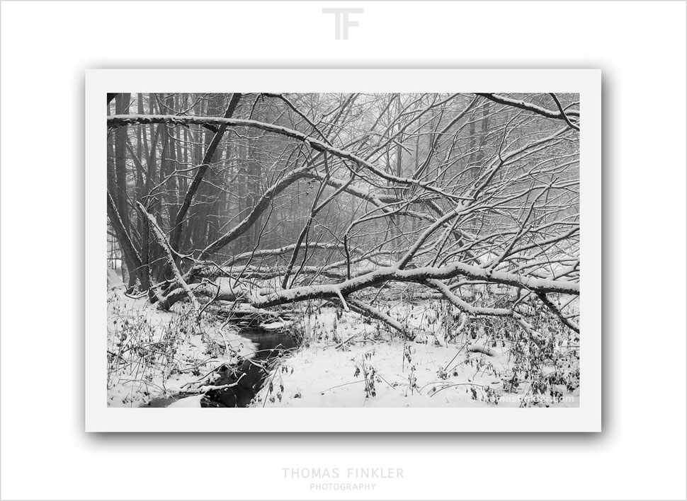 woodland, nature, landscape, winter, snow, tree, photography, fine art, limited edition, black and white, prints for sale, buy prints, online