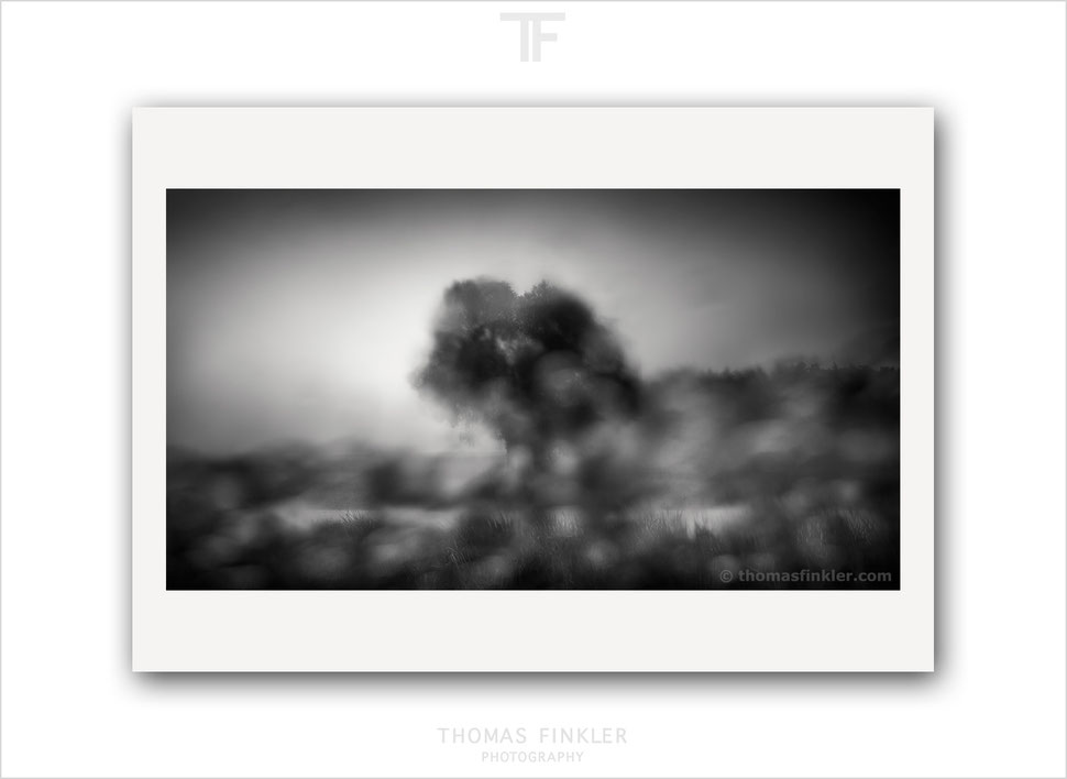 limited edition, fine art, photography, prints, nature, tree, atmospheric, impressionist, poetic, blurry, artistic, black and white, monochrome