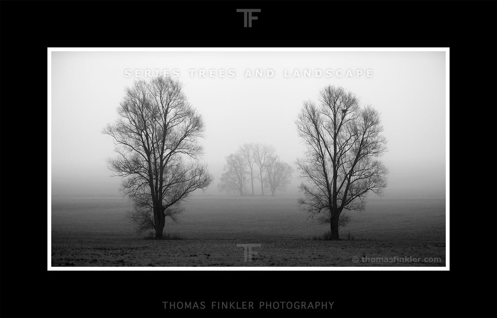 Fine, art, photography, black and white, monochrome, tree, nature, landscape, trees, mist, fog, atmospheric, limited edition, online
