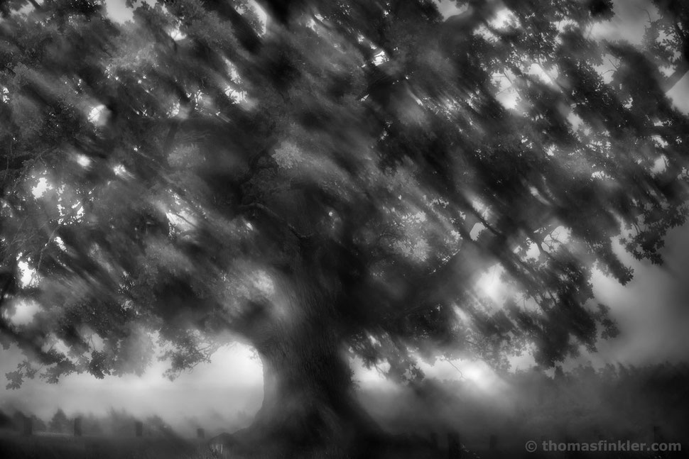 fine art, photography, tree, nature, impressionist, atmospheric, blurry, abstract, black and white, monochrome