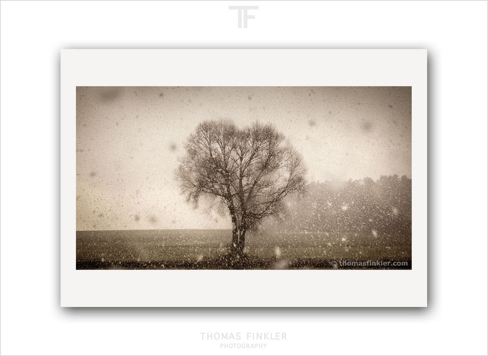 Fine art, photography, snowfall, snow, tree, tree of life, single tree, solitary tree, muted color, art, print, prints, limited edition