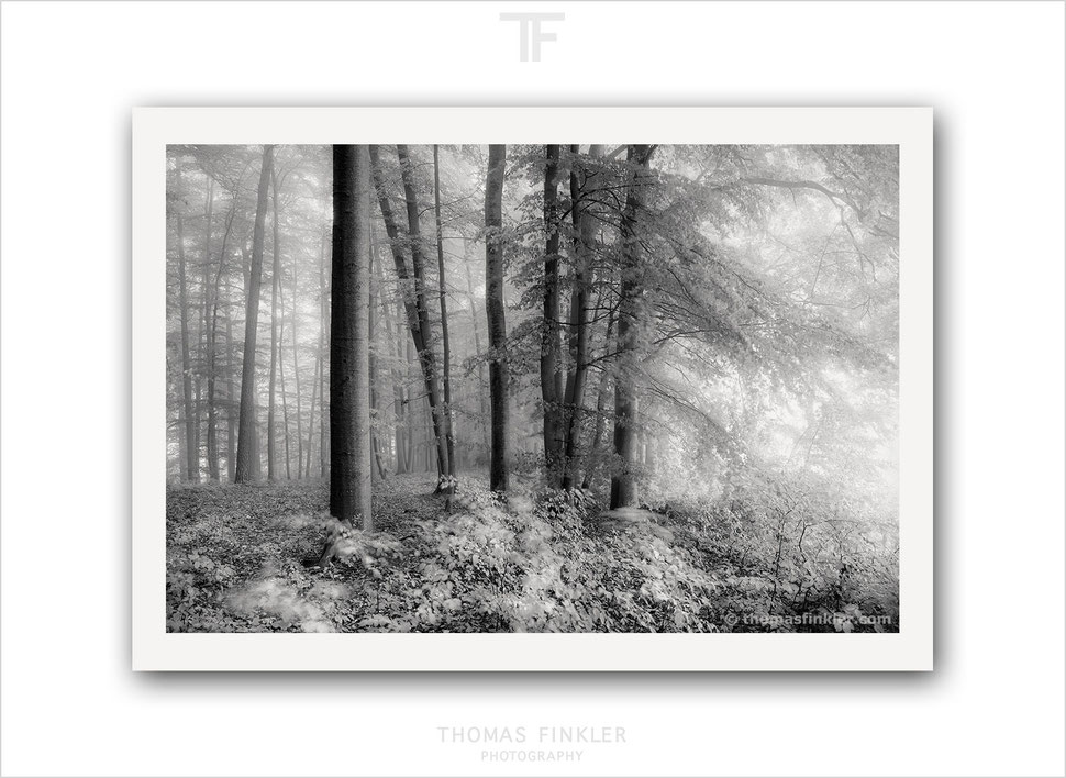 buy, forest, photography, prints, art, fine art, wall art, mist, fog, atmospheric, trees, black and white, monochrome, limited edition