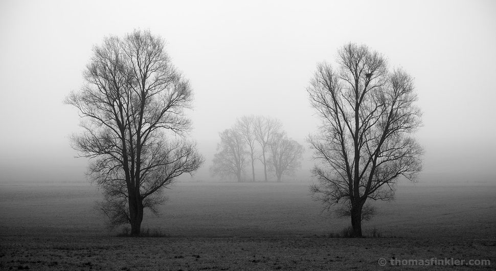 Fine art, photography, tree, trees, minimalist, minimal, atmospheric, misty, fog, black and white, monochrome