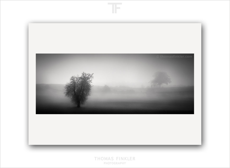buy, tree, photography, prints, art, fine art, wall art, mist, fog, atmospheric, nature, black and white, monochrome, limited edition