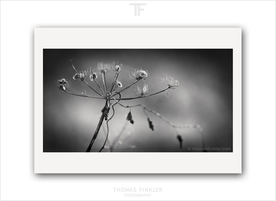 buy, nature, photography, prints, art, fine art, wall art, monochrome, black and white, artistic, creative, beautiful, poetic, limited edition