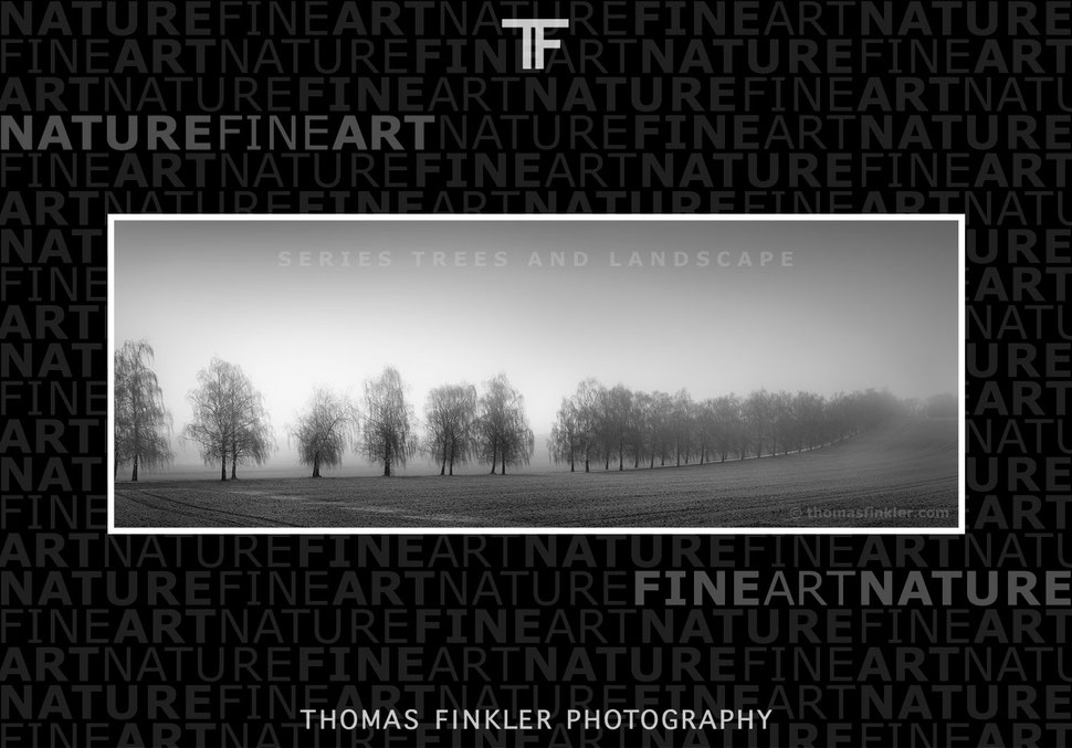 black and white, monochrome, fine art, photography, prints, for sale, landscape, nature, trees, mist, fog, minimalist, aesthetic, poetic