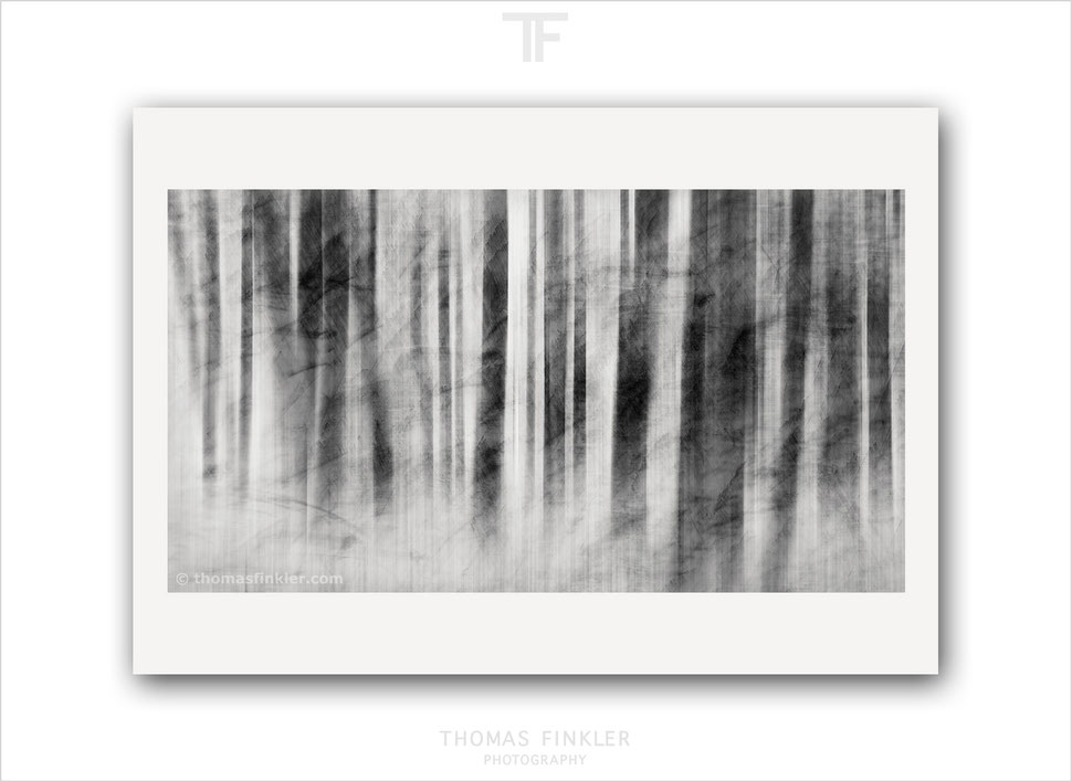 Abstract, photography, print, black and white, monochrome, forest, nature, tree, impressionist, modern, fine art, wall art, limited edition