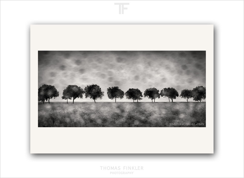 Fine art, photography, print, monochrome, tree, nature, landscape, trees, blurry, rainy day, atmospheric, art, prints for sale, buy prints