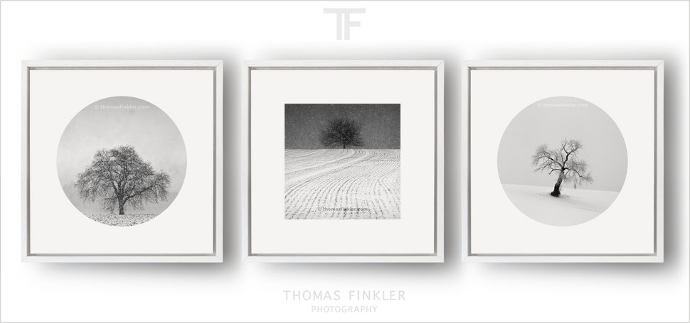 Black and white photography, fine art, wall art, tree, winter, snow, calming, minimal decoration, decor, square, framed, prints, for sale
