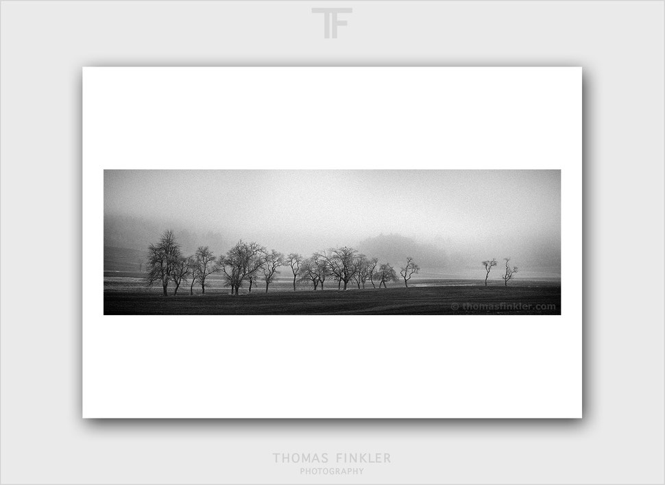 minimalist, minimal, panoramic, nature, landscape, tree, mist, moody, photography, fine art, black and white, monochrome, limited edition