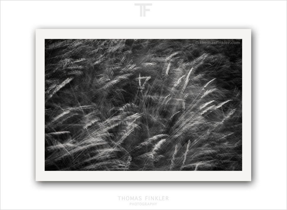 abstract, photography, print, art, fine art, wall art, monochrome, grasses, nature, professional, prints for sale, buy prints, limited edition