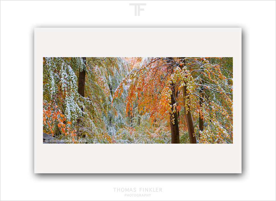 Buy, nature, landscape, tree, forest, woods, photography, prints, fine art, wall art, fall, autumn, autumnal, leafs, fresh snow, color, colour
