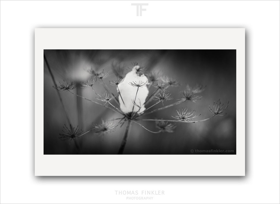 abstract, photography, print, art, fine art, wall art, monochrome, black and white, nature, floral, winter, prints for sale, buy prints, online