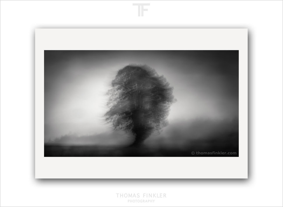 Fine art, photography, print, black and white, monochrome, tree, atmospheric, abstract, nature, trees, art, prints for sale, buy prints, online