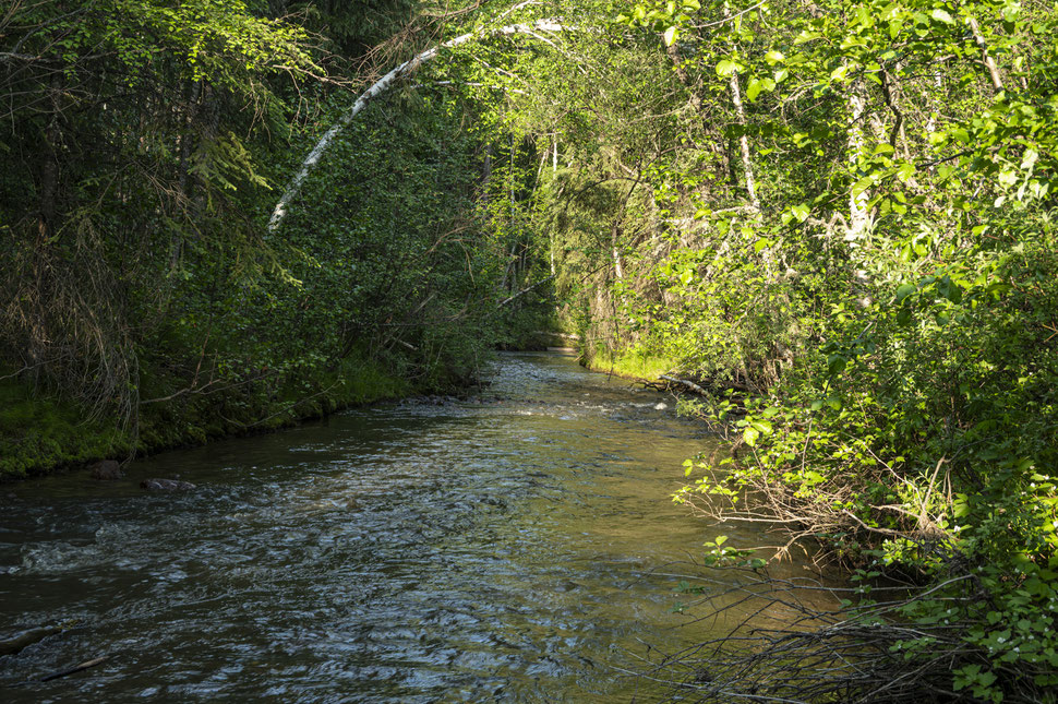 Globe Creek - gefiltert hervorragendes Trinkwasser und Waschplatz für ein matschverschmiertes Fahrrad